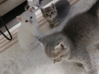 British shorthair kedisi
