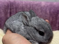 CÜCE NETHERLAND DWARF TAVŞANLARIMIZ