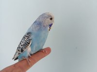 Yavru muhabbet kuşu 3 aylık