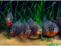 Pirana Natteri Etcil 1 Adet 4-5 Cm ORJİNAL