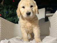 Orjinal Golden Retriever Yavrusu