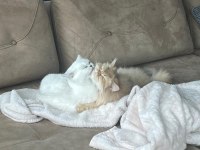 NY1133 SILVER BRITISH SHORTHAIR VE NY25 GOLDEN BRITISH LONG