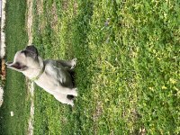 Yavru fazlalıktan french bulldog