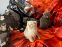 Scottısh Fold Yavrularımız Fenomen Pet Shop Ankara