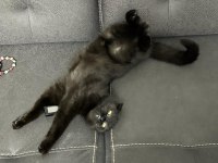 Siyah Scottish Fold Kızımıza Yuva Arıyoruz