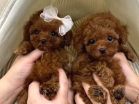 Core poodle yavrularım yeni evini bekliyor