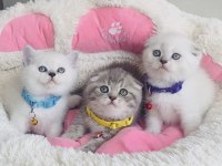 A Kalite Kedi İsteyenlere Buraya !