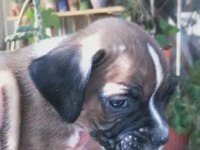 3 Erkek boxer yavrumuz