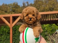 Korekan Poodle Yavruları Ruhsatlı Çiftlikten