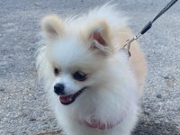 Sahiplendirilecek Pomeranian Köpeğimiz Hera