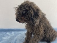 Egzotik Güzellik Poodle
