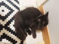 Biricik yavrumuz British Longhair