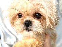 tuvalet eğitimli shih-tzu (şitzu)