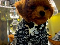 kore poodle köpeğimiz
