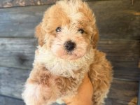 Çift renk özel kore maltipoo yavrular 