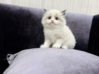 RAGDOLL YAVRU KEDİLERİMİZ