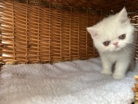 Exotic shorthair ve longhair yavru