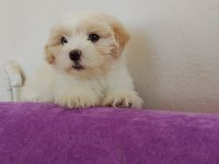 Maltipoo Küçük Kızım