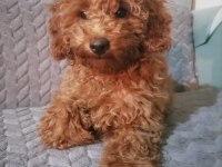4 aylık minyatür poodle yavruları