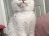 Scottish Fold Yavrularımız Yuva Arıyor (DİŞİ)