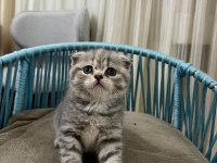 A Kalite Scottish Fold İstanbul