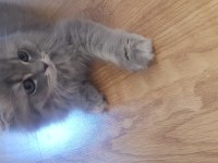 Dünya tatlısı scottish fold yavrular sahiplerini bekliyor