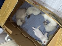 35 günlük rezerveye açık yavru kediler