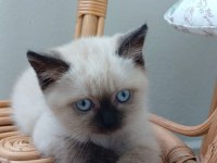 Blue point kedilerim yavrularım