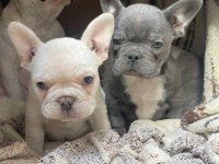 MİNİK FRENCH BULLDOG CANAVARLAR YENİ AİLESİNİ ARIYOR