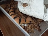 Peters banded skinks