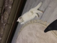 British shorthair beyaz 18 aylık