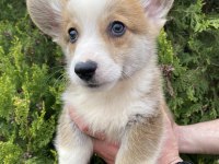 Türkiyede TEK Corgi Bebekler