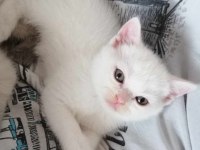 Yeni Yuvasına Hazır British Shorthair