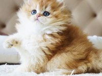 KEDİMİZ İÇİN AÇIKLAMAYI OKUMADAN ARAMAYIN LÜTFEN