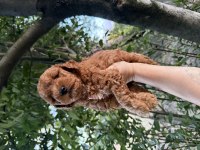 REDBROWN MALTİPOO 