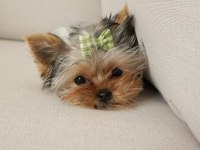 Teacup en minik boy yorkshire terrier