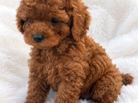 Kore Toy Poodle Elden Teslim