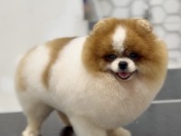 Gökçe Pomeranian Boo