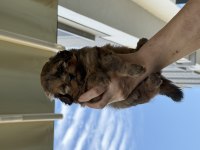 Anne baba kendi köpeğim poodle