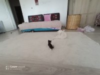 Baba British anne Ankara kedisi