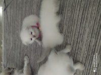 Blue point scottish fold