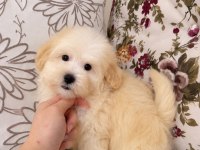 Sütlü Kahveli Maltipoo