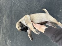 HAMBURGER SURAT GÜL KUYRUK PUG MOPS