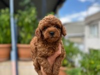 Orjinal red brown toy poodle