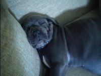 İstanbul Beylikdüzünden cane corso