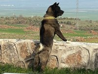 Amerikan Akita