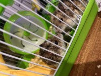 Çift gonzales hamster