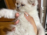Safkan Blue Point Erkek Scottish Fold Yavrularımız
