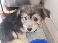 Terrier oyun köpeği