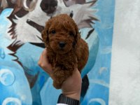 RUHSATLI POODLE EVİNDEN ÇOK SAYIDA POODLE BEBEK
